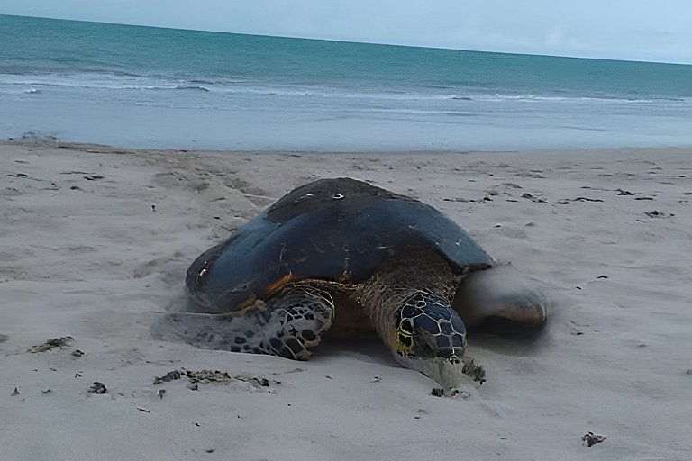 João Pessoa: a dois passos do paraíso -2 suítes com A/C, vis