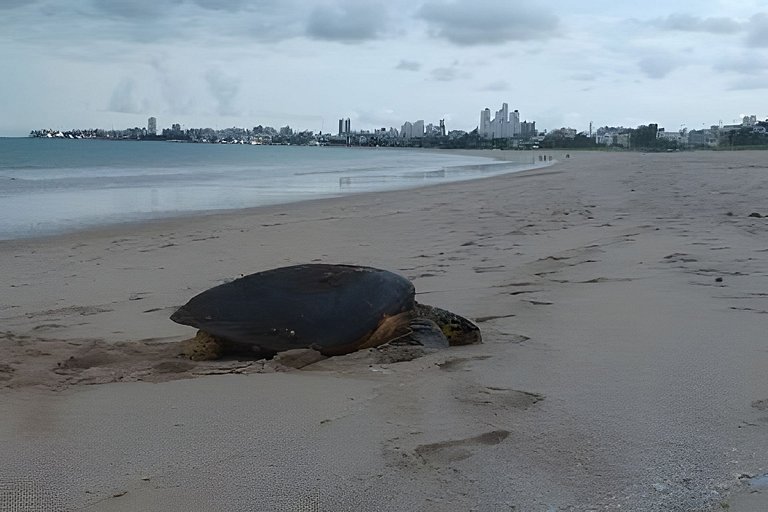 João Pessoa: a dois passos do paraíso -2 suítes com A/C, vis
