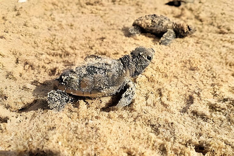 João Pessoa: a dois passos do paraíso -2 suítes com A/C, vis