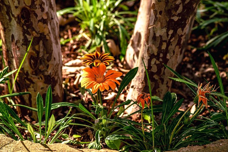 Chácara com VISTA para as Montanhas ; PET FRIENDLY